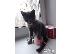 PoulaTo: Russian blue kitten for sale 90Euro